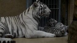 CLEAN : Two Bengal white tigers born at Liberec zoo in Cezch Republic News Clip