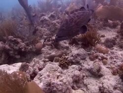 Grouper Fish And Tiriggerfish Stock Footage