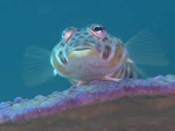 Fish looks to camera, Monad Shoa, Malapascua, Philippines Stock Footage