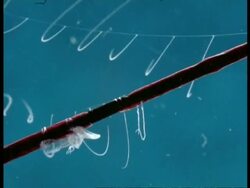 Jellyfish wrapped around spine of Sea Urchin, puts out tentacles in blue water, Australia Stock Footage