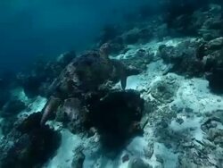 MS Shot of Green turtle swimming over shallow reef / Sipadan, Semporna, Tawau, Malaysia Stock Footage