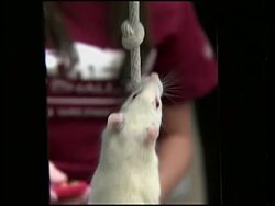 Pet rats tightrope walking, climbing and long jumping News Clip