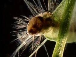 Mosquito larva trapped in Bladderwort, CU, UK Stock Footage