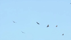 Flock of Birds Vulture Flying in Sky Stock Footage
