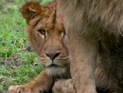 CU Attentive African Lions / Knowsley Safari Park, Merseyside, UK Stock Footage