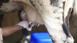 Farmer cleaning  cow dug udder Stock Footage