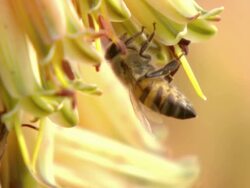 WS View of Single flower bee investigating open flower of aloe plant / Namaqualand, Northern Cape, South Africa Stock Footage