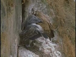Vulture (family Accipitridae) defecating, Bandhavgarh National Park, India Stock Footage