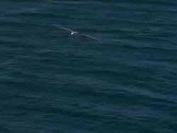 A gull soars near an islet along a coast in Iceland. Stock Footage