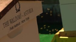 HONEYBEES TAKE UP RESIDENCE AT WALDORF ASTORIA News Clip