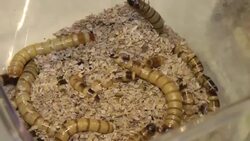 Each Thanksgiving, "bug chefs" at the Insectarium in New Orleans whip up special holiday recipes with insect ingredients for adventurous souls to try special sample tastings of the world of protein. (Nov. 26) Instructional Video