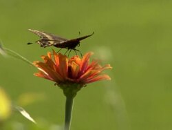 Black butterfly on an orange flower Stock Footage