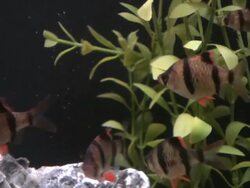 Fish, Tiger Barb, Puntius tetrazona HD video Stock Footage