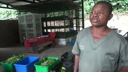 DRC's unique chimps find sanctuary News Clip