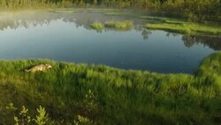Wolves from air Stock Footage