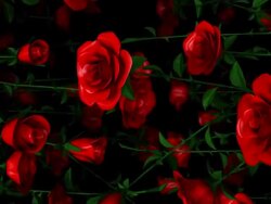 (Loop) Falling Roses Stock Footage