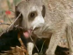 Meerkat (Suricata suricatta) eats a scorpion, Namaqualand, South Africa Stock Footage