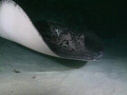 Marble Ray (Taeniura meyeni) glides to camera and through frame at night time, ECU, Vaavu Atoll, The Maldives Stock Footage