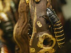 Cockroach Stock Footage