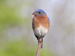 WS Male eastern bluebird perching on branch with caterpillar in mouth / Tweed, Ontario, Canada Stock Footage
