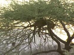 Leopard, Panthera pardus, lying in tree at sunset, pull out, Kenya Stock Footage