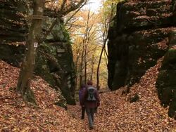 MS Hiker walking through autumn forest / Kastel-Staadt, Rhineland-Palatinate, Germany Stock Footage