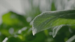 Sage and basil plant Stock Footage