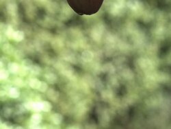 SLO MO apple falling through frame, medium Stock Footage