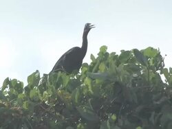 Little blue heron 2 Stock Footage