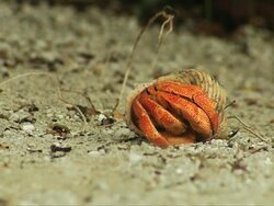 MS Strawberry Hermit crab slowly standing and coming out of shell / South Africa  Stock Footage