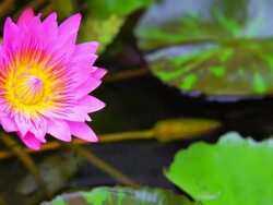 Lily on the water with fishes Stock Footage