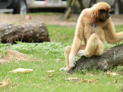 Monkey relaxing Stock Footage