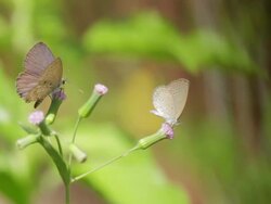 Two Butterflies on Small Flower Stock Footage