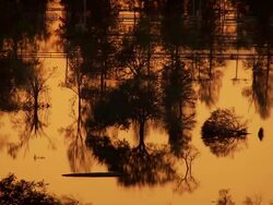 September 12, 2005 aerial trees at Bayou Oaks GC reflected in water at sunset / New Orleans, Louisiana Stock Footage
