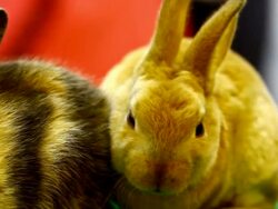 rabbit Stock Footage