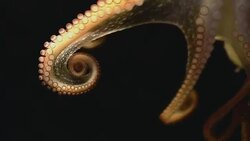 Octopus in the Dark Stock Footage