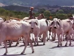 Cows crossing a highway Stock Footage