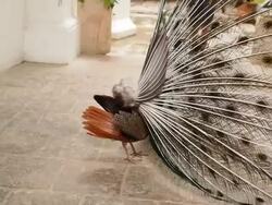Peacock opens his tail Stock Footage