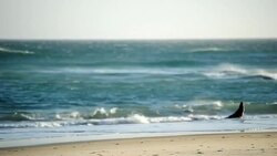 CLEAN: Sea lions at Sandfly bay News Clip