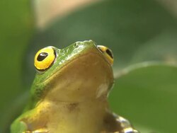 Green Tree Frog Stock Footage