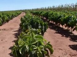 WS TU View of cafe and beans plantation at farm / Goias, Brazil Stock Footage