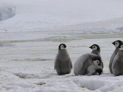 MS Emperor Penguin Chicks tripping stumbling over snow / Antarctica Stock Footage