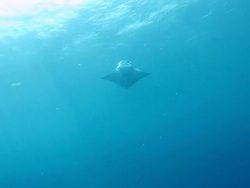 Manta in feeding was interrupted by companions Stock Footage