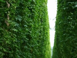 HD Hop garden tilt up Stock Footage