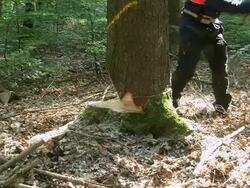 MS Lumberjacks at work in forest / Zerf, Rhineland Palatinate, Germany  Stock Footage