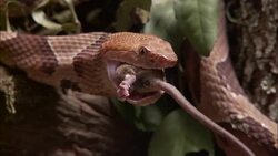 A snake swallows a mouse. Stock Footage