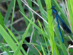 Close-up of a rare blue dragonfly among grass blades Stock Footage