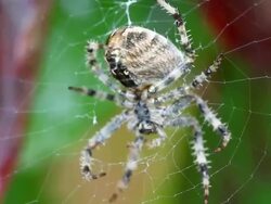 Spider grooming Stock Footage