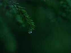 Close up of needles of pine tree with a water drop in dark and thick forest Stock Footage
