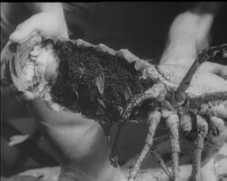 LOBSTER NURSERY News Clip